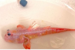 Kỳ thú cá thòi lòi mang sắc hồng lạ mắt tại biển Đất Mũi