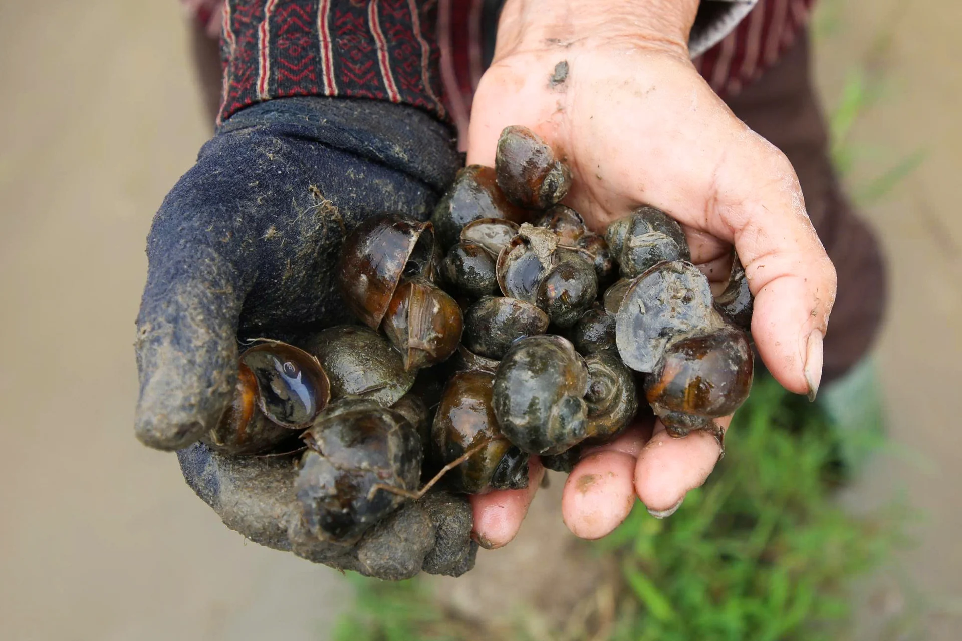 Sau vài giờ lội ruộng, mỗi người có thể bắt được hàng chục kg ốc bươu vàng.