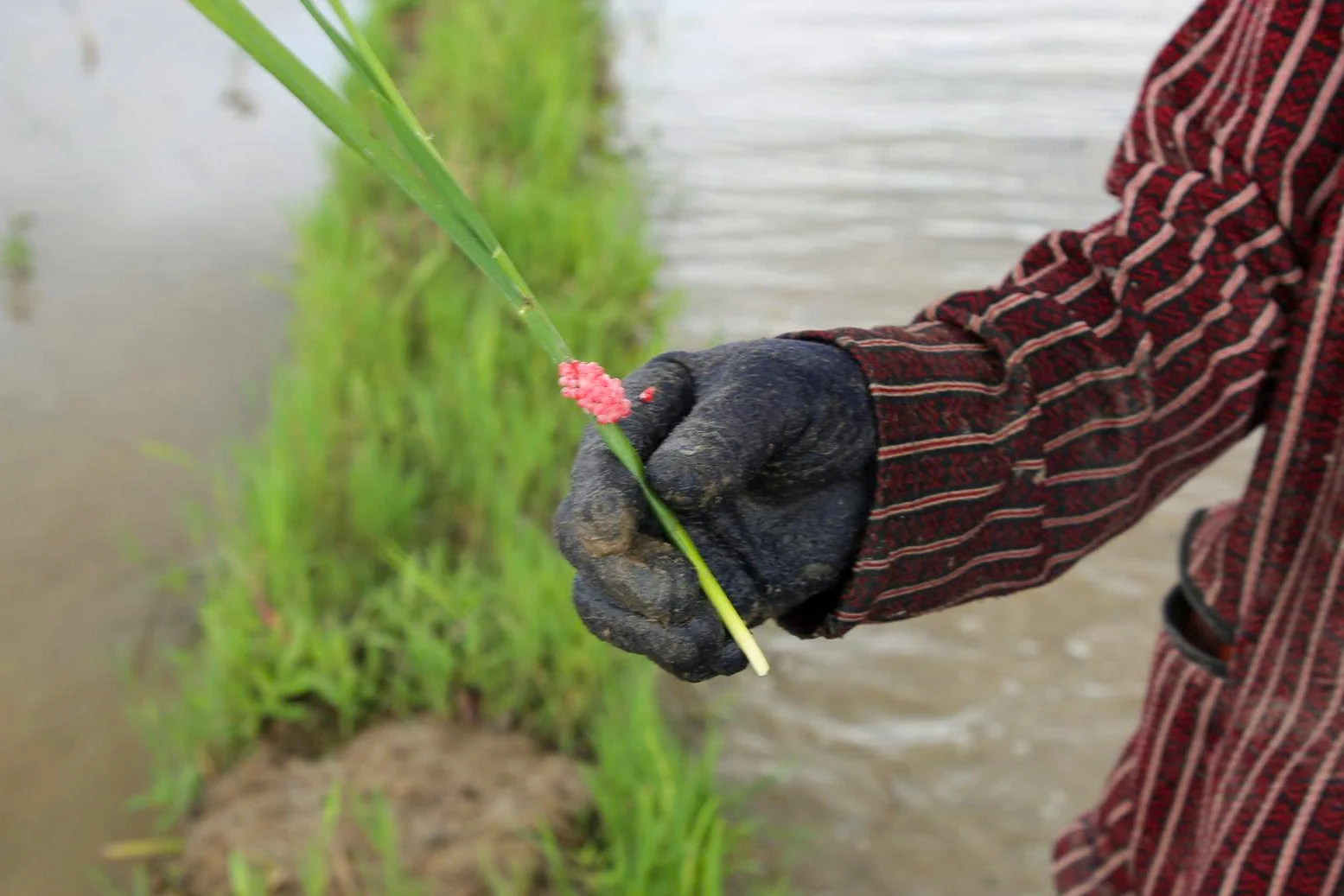 Sau vài giờ lội ruộng, mỗi người có thể bắt được hàng chục kg ốc bươu vàng.