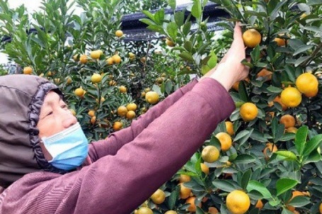 VIDEO: "Thủ phủ" quất Tết ở Hà Nội nóng lên từ rất sớm