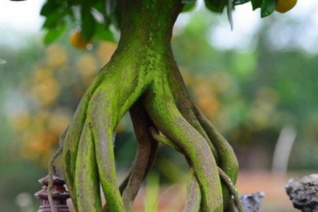 Loại cây cảnh "cổ - kỳ- mỹ" đang được săn lùng về chơi Tết Bính Ngọ với bộ rễ độc lạ, nhô lên khỏi mặt đất