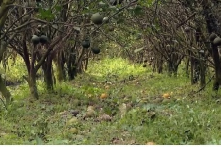 Giá cam sành tiếp tục chạm đáy, nông dân Vĩnh Long lo “mất Tết”