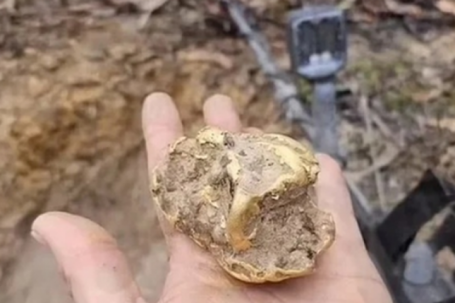 Đi đào gốc cây, người đàn ông bỗng nhặt được kho báu hơn 2 tỷ đồng