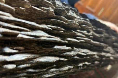 Khúc gỗ quý hiếm được trả giá hơn 600 triệu đồng gia chủ chưa bán