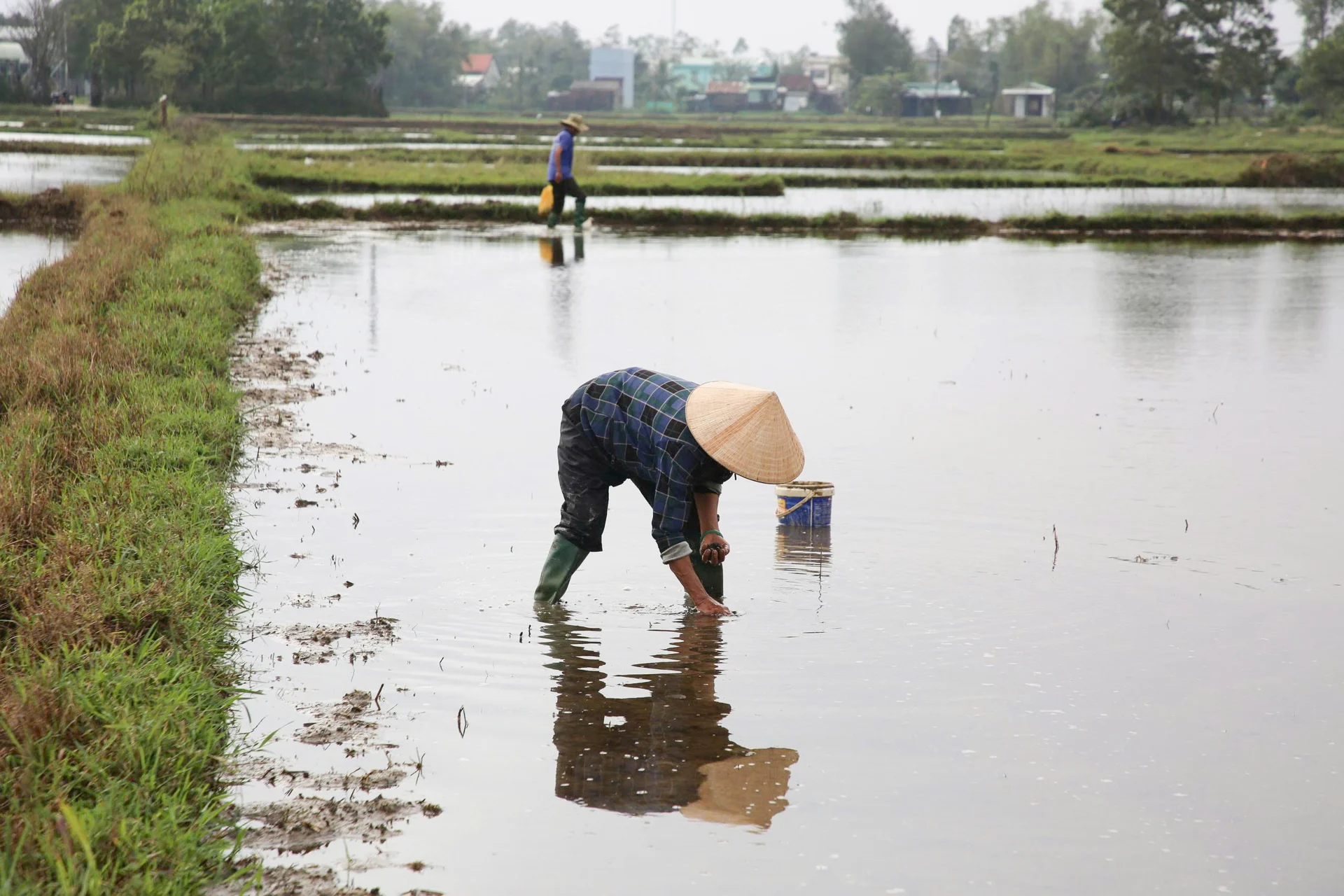 Ốc bươu vàng xuất hiện dày đặc trên ruộng, người dân tranh thủ ra đồng bắt kiếm thêm thu nhập.