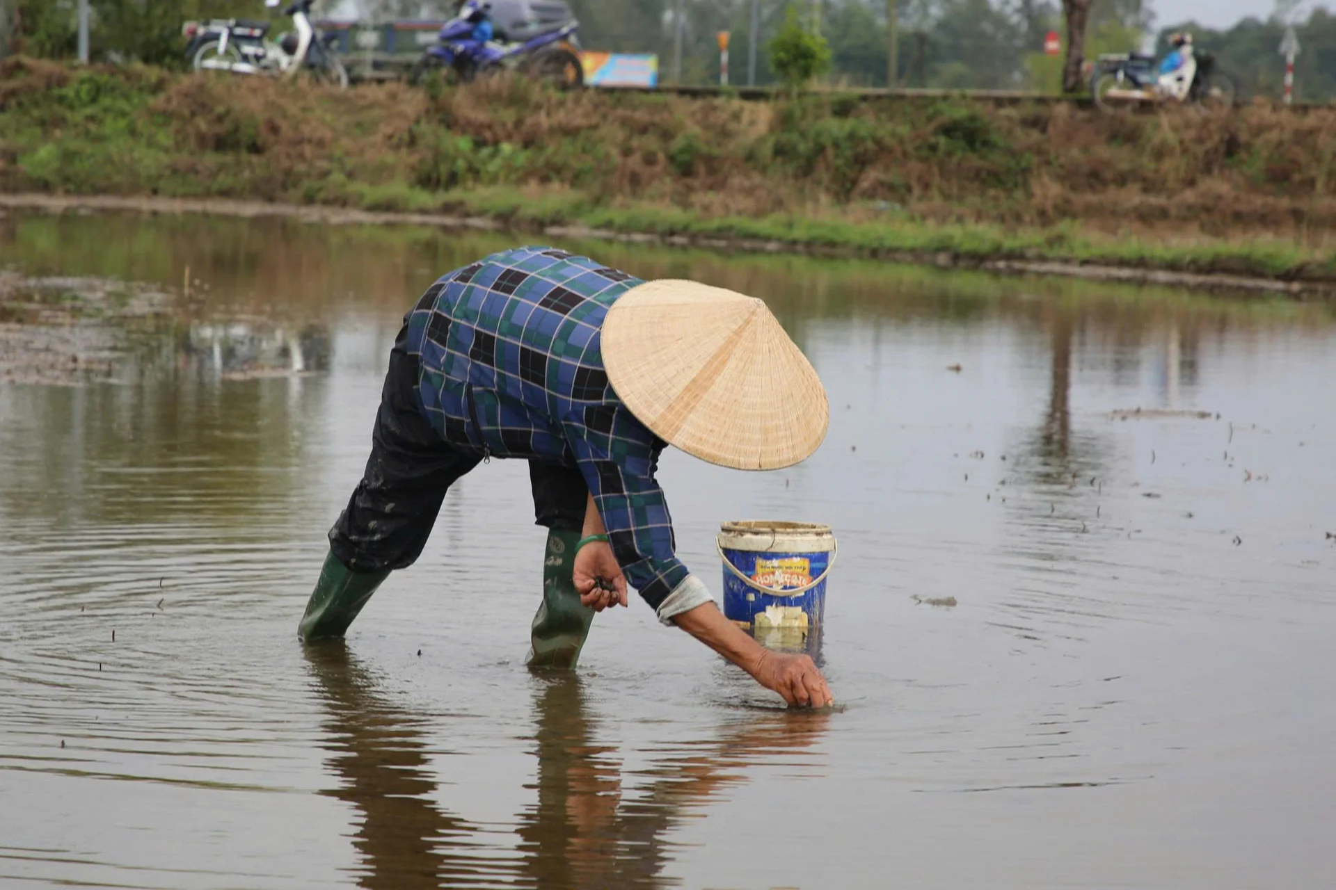 Nhặt ốc bươu vàng, nhiều người dân kiếm được vài trăm nghìn đồng mỗi ngày lúc nông nhàn.