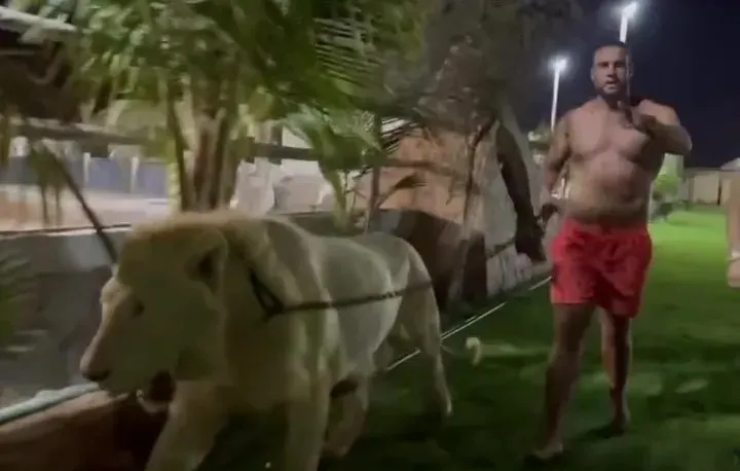 Mahmoud Charr dắt sư tử thị uy rồi thách đấu với "Vua giang hồ" người Anh