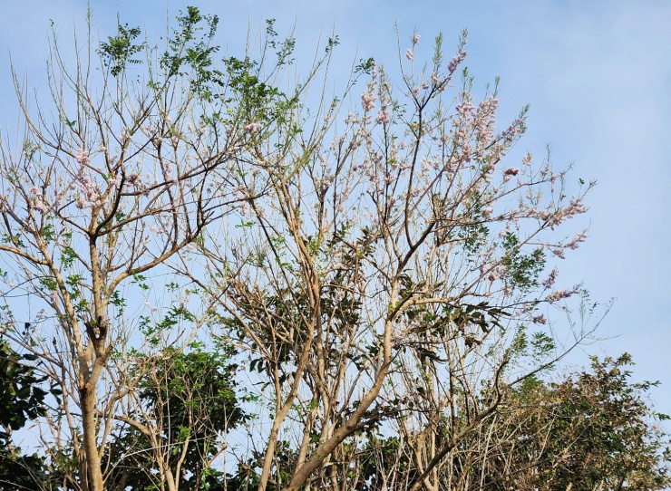 Chạy quanh Côn Đảo ngắm hoa anh đào và săn máy bay tại Bãi Đầm Trầu - 4