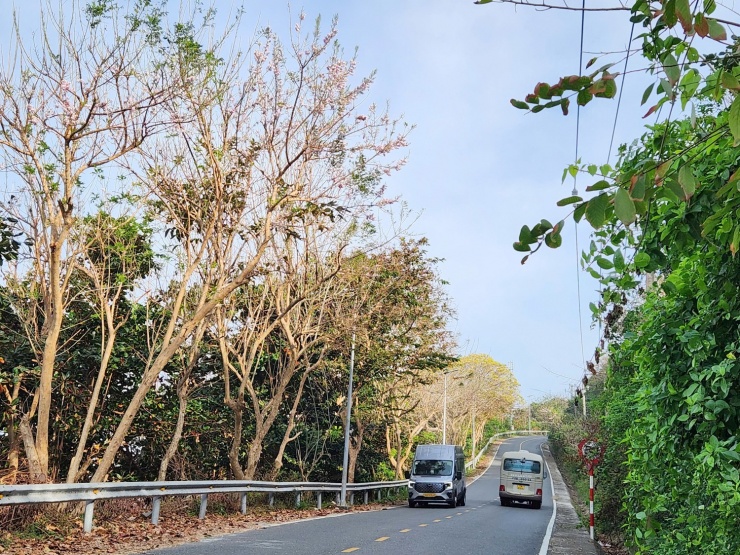 Chạy quanh Côn Đảo ngắm hoa anh đào và săn máy bay tại Bãi Đầm Trầu - 5