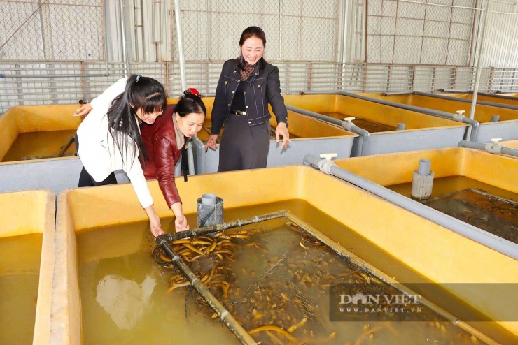 Mô hình nuôi không bùn đang mang lại hiệu quả kinh tế cao cho bà con nông dân xã Đức Thọ, tỉnh Hà Tĩnh.