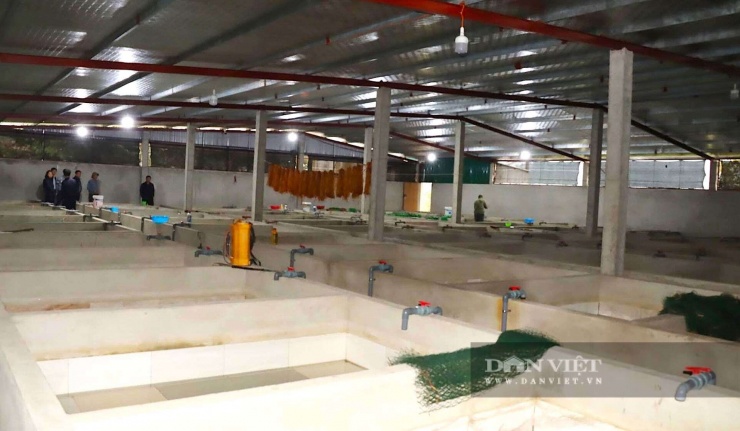 Ở nơi này của Hà Tĩnh, hễ nhà nào làm chuồng nuôi con đặc sản "ham tụ tập" dày đặc này là nhà giàu - 2