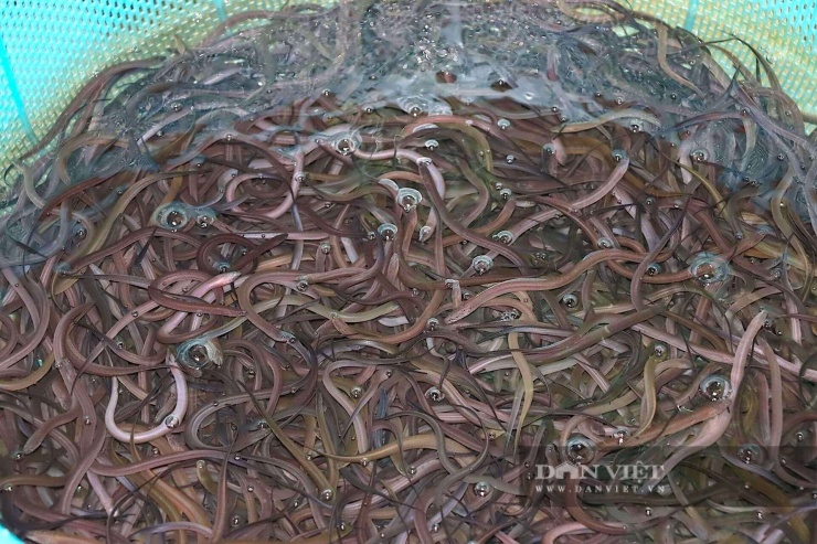 Mô hình nuôi lươn không bùn, quy trình chăm sóc đơn giản,&nbsp;thời gian thu hoạch nhanh,&nbsp;chi phí thấp,&nbsp;tỷ lệ hao hụt thấp&nbsp;và&nbsp;thị trường tiêu thụ rộng với giá ổn định.