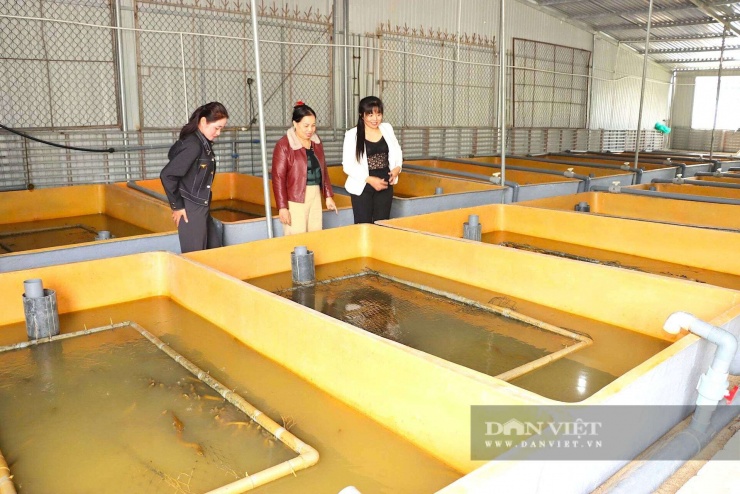 Nuôi lươn không bùn có vốn đầu tư không quá lớn, tận dụng tốt diện tích trong nhà, phù hợp với nhiều đối tượng.&nbsp;