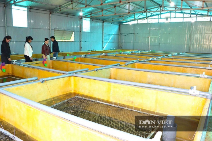 Ở nơi này của Hà Tĩnh, hễ nhà nào làm chuồng nuôi con đặc sản "ham tụ tập" dày đặc này là nhà giàu - 7