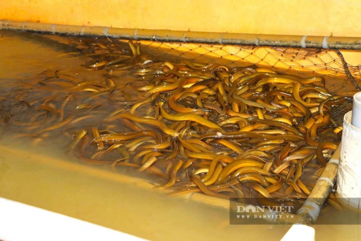 Ở nơi này của Hà Tĩnh, hễ nhà nào làm chuồng nuôi con đặc sản "ham tụ tập" dày đặc này là nhà giàu - 8