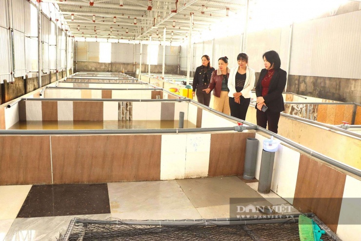 Nuôi lươn không bùn khá dễ, khâu cho ăn, thay nước phải đúng thời gian. Mỗi ngày phải cho lươn ăn 2 lần và thay nước 3 lần.