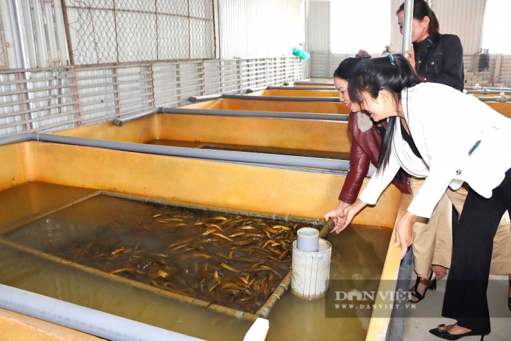 Theo người dân, nuôi lươn nuôi trong bể ít bị vi khuẩn xâm nhập, sinh trưởng nhanh, hạn chế dịch bệnh.