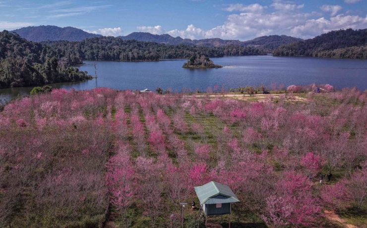 Anh đào Nhật Bản bung nở giữa rừng ở Điện Biên - 1