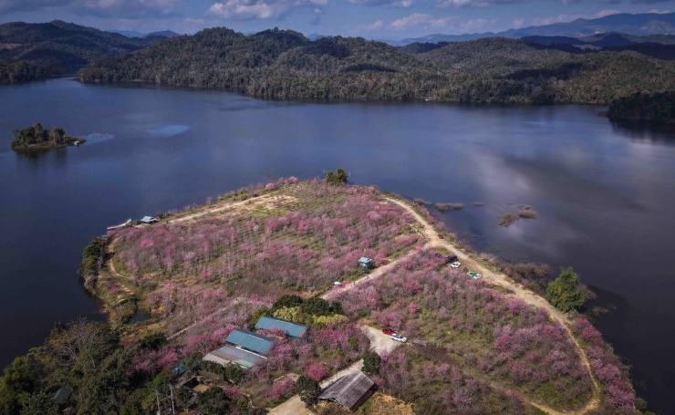 Anh đào Nhật Bản bung nở giữa rừng ở Điện Biên - 2