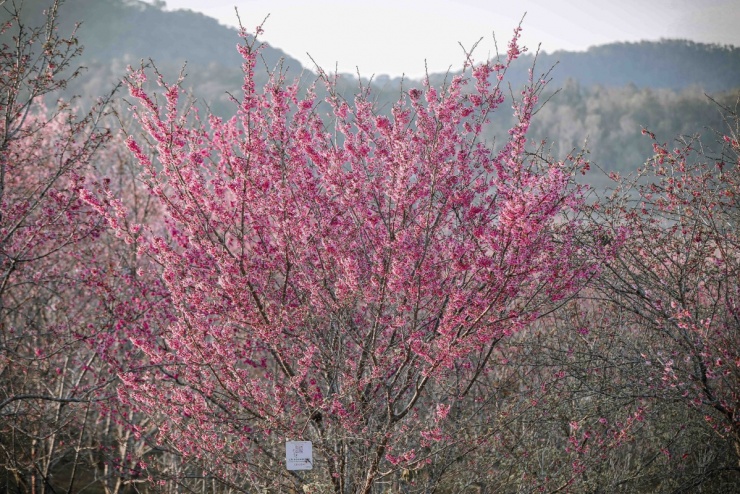 Anh đào Nhật Bản bung nở giữa rừng ở Điện Biên - 4