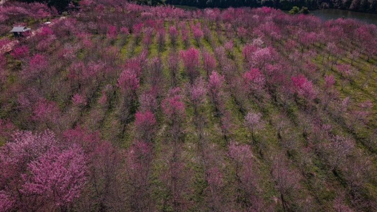 Anh đào Nhật Bản bung nở giữa rừng ở Điện Biên - 5