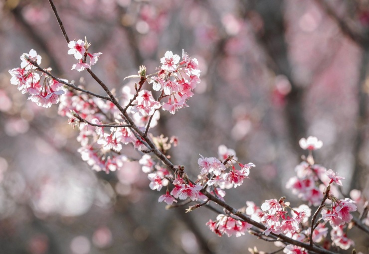 Anh đào Nhật Bản bung nở giữa rừng ở Điện Biên - 3