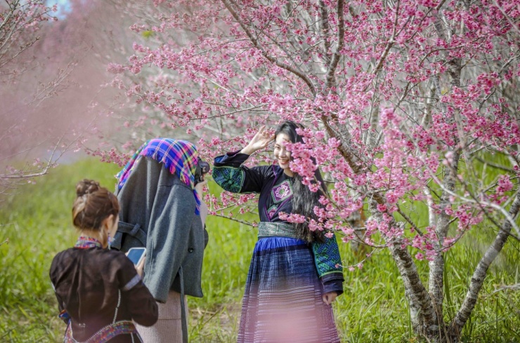 Anh đào Nhật Bản bung nở giữa rừng ở Điện Biên - 7