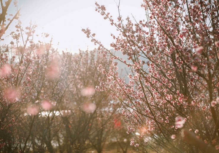 Anh đào Nhật Bản bung nở giữa rừng ở Điện Biên - 6