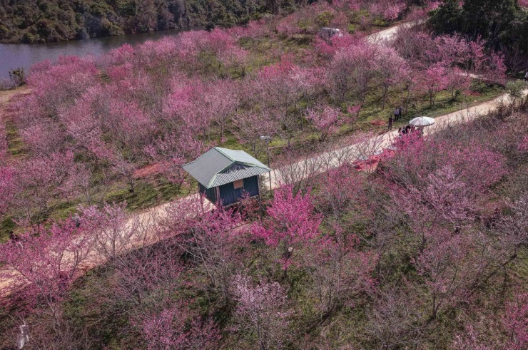 Anh đào Nhật Bản bung nở giữa rừng ở Điện Biên - 8