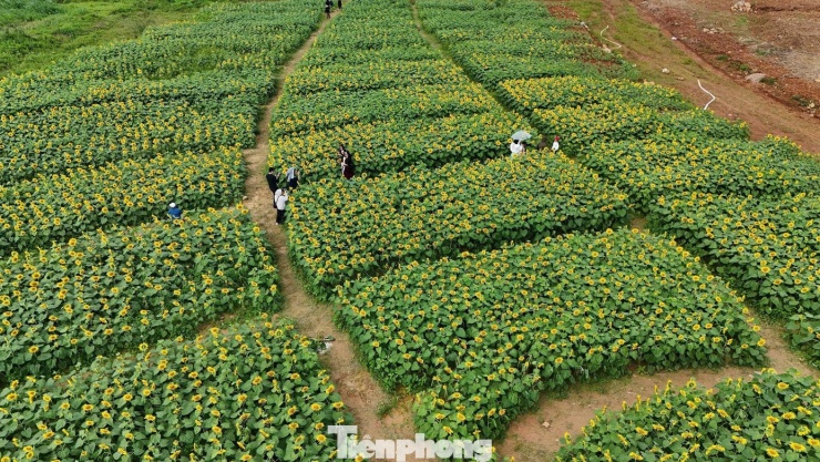 Những ngày cuối năm, khi không khí Tết bắt đầu lan tỏa khắp làng quê, vườn hoa hướng dương tại xã An Phú tỉnh Quảng Ngãi bất ngờ trở thành điểm đến hút khách.