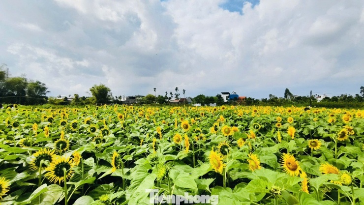 Các luống hoa được trồng ngay ngắn, thẳng hàng, mở ra lối đi rộng rãi để du khách dễ dàng dạo bước, ngắm hoa và ghi lại những khoảnh khắc đẹp trong những ngày cận Tết.
