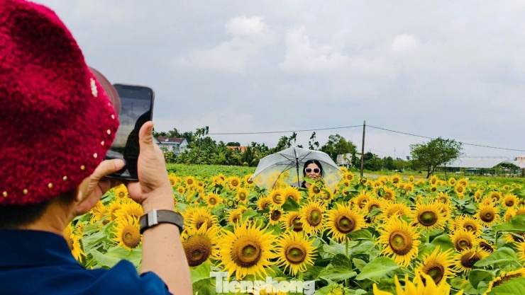 Chị Bùi Thị Mỹ Trinh - chủ vườn hoa chia sẻ, khu vực này trước đây là đất bỏ hoang nên gia đình quyết định tận dụng, cải tạo khu đất, trồng hoa để tạo điểm tham quan, chụp ảnh phục vụ người dân dịp Tết.