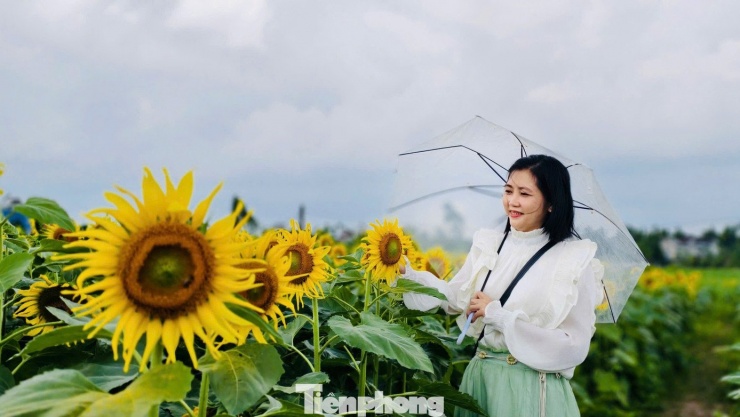 Hiện vườn hoa mở cửa miễn phí cho người dân tham quan, chụp ảnh. Đến cao điểm Tết, khi hoa nở rộ và đạt độ đẹp nhất, chủ vườn sẽ tổ chức thu phí để phục vụ du khách.