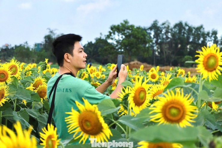 'Lạc lối' ở cánh đồng triệu bông hoa hướng dương bừng nở tại Quảng Ngãi - 23
