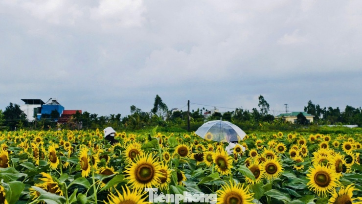 Giữa những ngày cuối năm tất bật, cánh đồng hoa hướng dương ở An Phú không chỉ là điểm đến check-in, mà còn mang đến một khoảng lặng bình yên, tô điểm thêm sắc xuân cho miền quê Quảng Ngãi.