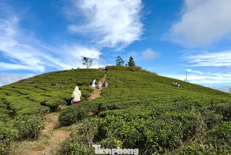 Không gian đồi chè bát ngát với những luống chè xanh mướt trải dài theo triền đồi, nổi bật dưới ánh nắng ban mai và làn sương mỏng.