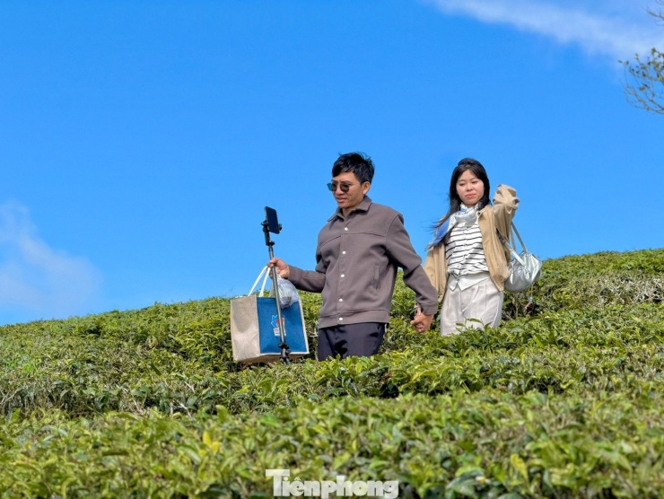 Nhiều bạn trẻ dạo bộ trên các lối mòn giữa luống chè.