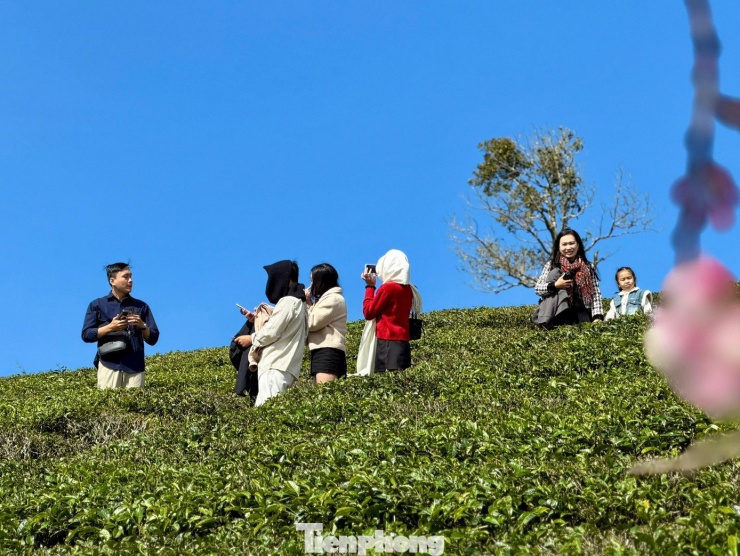 Theo người dân địa phương, dịp đầu năm là thời điểm chè vào mùa xanh tốt nhất, thu hút lượng du khách đến tham quan tăng cao so với ngày thường.