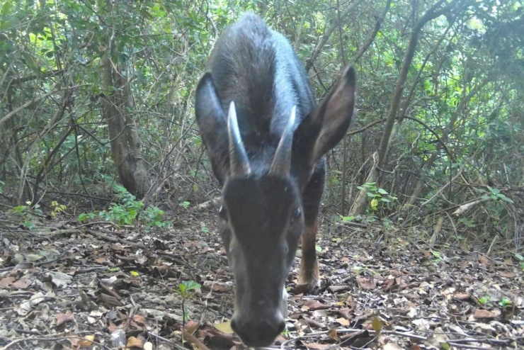 Sơn dương là loài động vật thuộc họ trâu bò, thuộc bộ ngón chẵn.