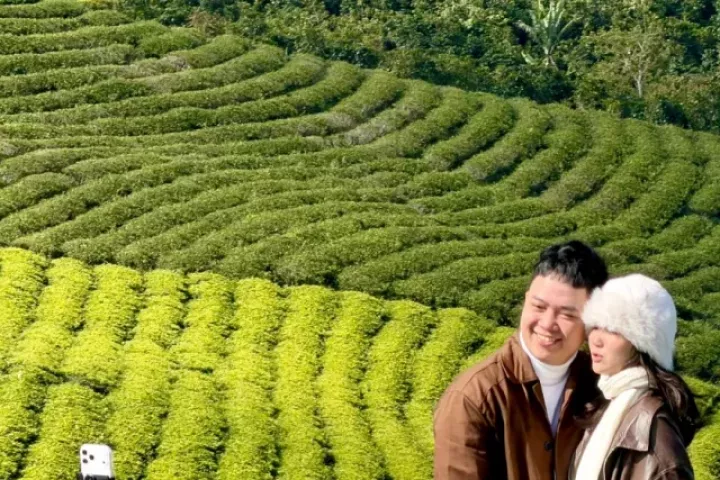 Giới trẻ nườm nượp check-in đồi chè Cầu Đất