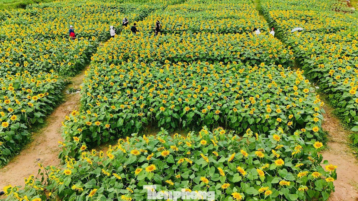 Giữa nền trời xanh trong, hàng triệu bông hoa bung nở đồng loạt, nhuộm vàng cả một vùng không gian rộng lớn, tạo nên khung cảnh rực rỡ mà yên bình, khiến nhiều người có cảm giác như “lạc lối” giữa mùa xuân sớm.