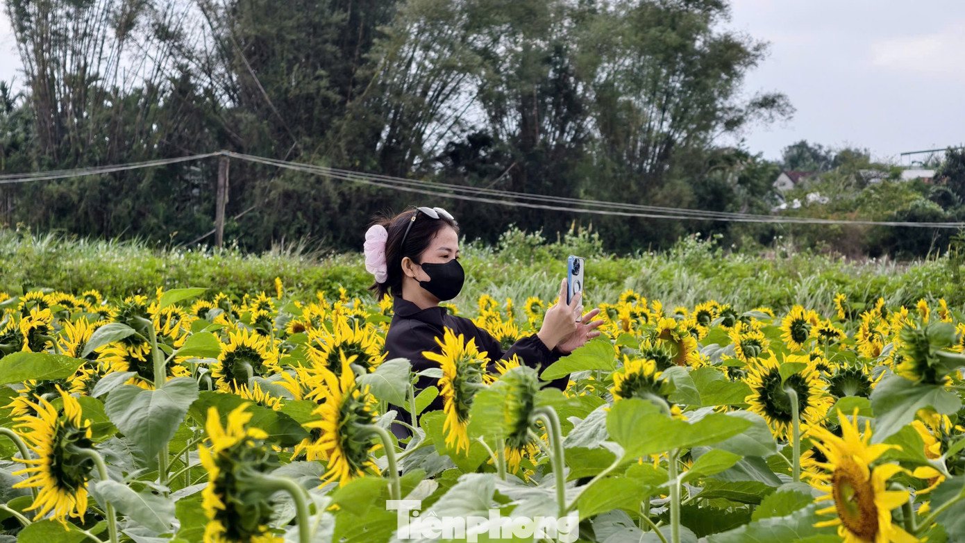 Nhiều bạn trẻ thả dáng giữa vườn hoa hướng dương.