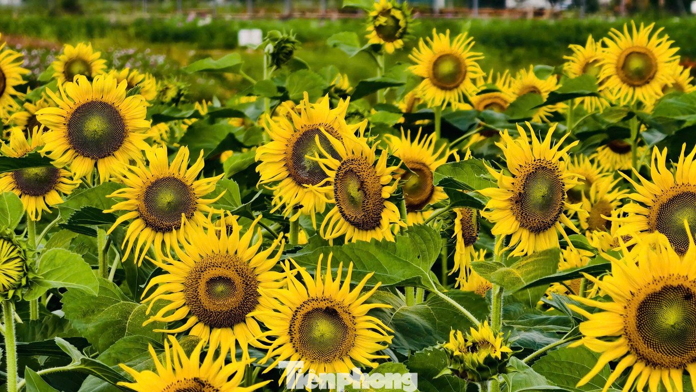 Ít ai biết rằng, nơi rực rỡ sắc vàng hôm nay từng là khu đất bỏ hoang, cỏ mọc um tùm.