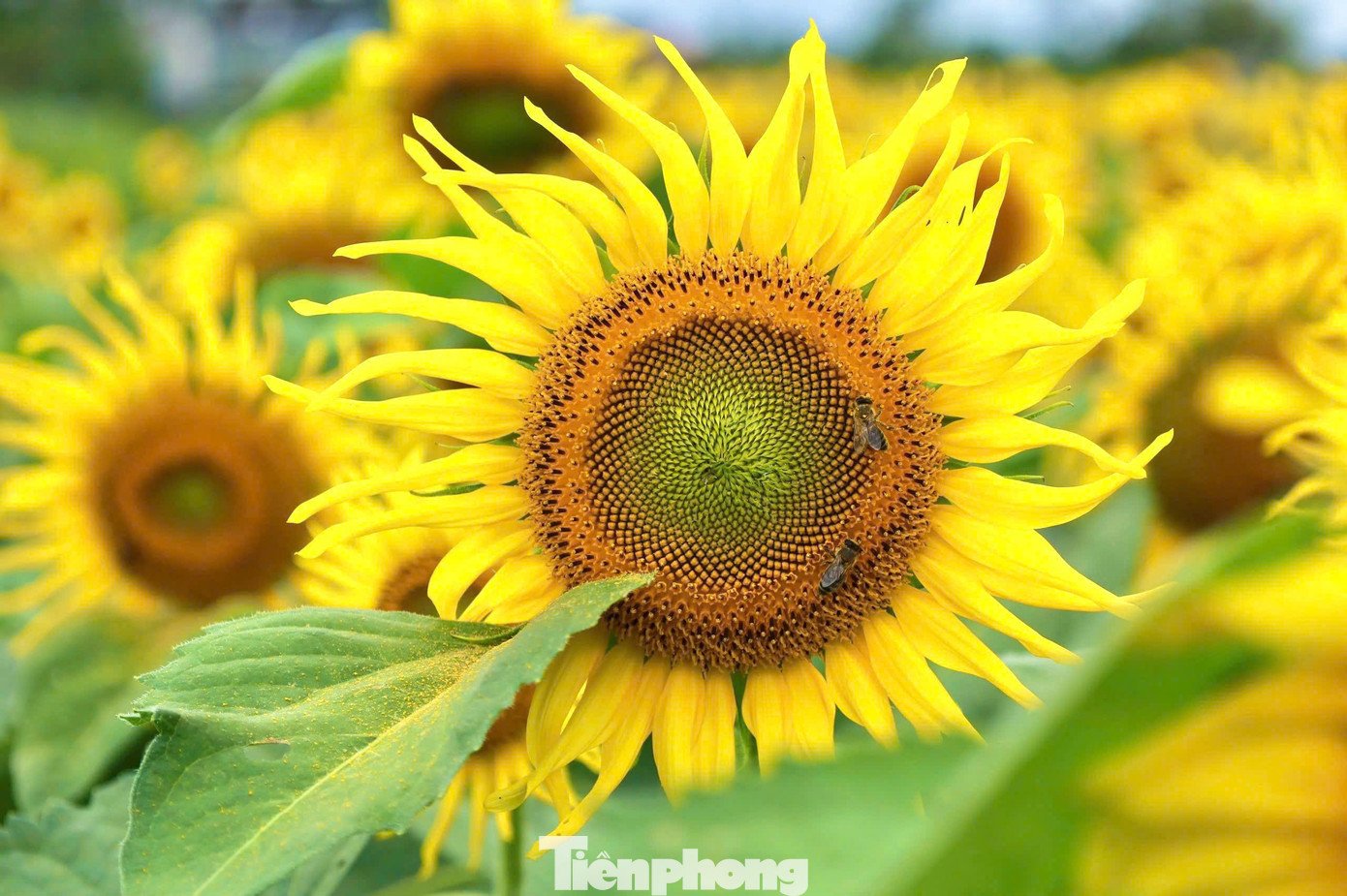 “Hiện vườn có hơn một triệu bông hoa, trong đó hướng dương là chủ đạo, xen kẽ một số loại hoa khác để tăng thêm sắc màu, tạo điểm nhấn cho không gian”, chị Trinh cho hay. Theo chị Trinh, hoa hướng dương được gieo trồng từ đầu tháng 10, sau khoảng 60–70 ngày bắt đầu cho hoa. Tuy nhiên, quá trình chăm sóc gặp không ít khó khăn do thời tiết thất thường, mưa nắng xen kẽ, thậm chí có thời điểm ảnh hưởng mưa bão kéo dài. “Để hoa nở đúng dịp, gia đình phải túc trực thường xuyên, gần như “ăn ngủ với hoa” suốt nhiều tuần”, chị Trinh chia sẻ.