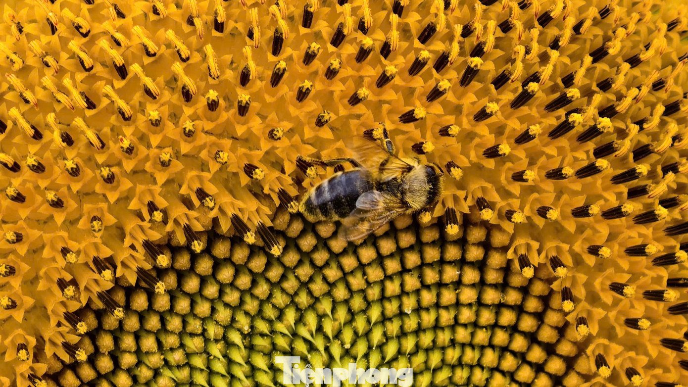 “Hiện vườn có hơn một triệu bông hoa, trong đó hướng dương là chủ đạo, xen kẽ một số loại hoa khác để tăng thêm sắc màu, tạo điểm nhấn cho không gian”, chị Trinh cho hay. Theo chị Trinh, hoa hướng dương được gieo trồng từ đầu tháng 10, sau khoảng 60–70 ngày bắt đầu cho hoa. Tuy nhiên, quá trình chăm sóc gặp không ít khó khăn do thời tiết thất thường, mưa nắng xen kẽ, thậm chí có thời điểm ảnh hưởng mưa bão kéo dài. “Để hoa nở đúng dịp, gia đình phải túc trực thường xuyên, gần như “ăn ngủ với hoa” suốt nhiều tuần”, chị Trinh chia sẻ.