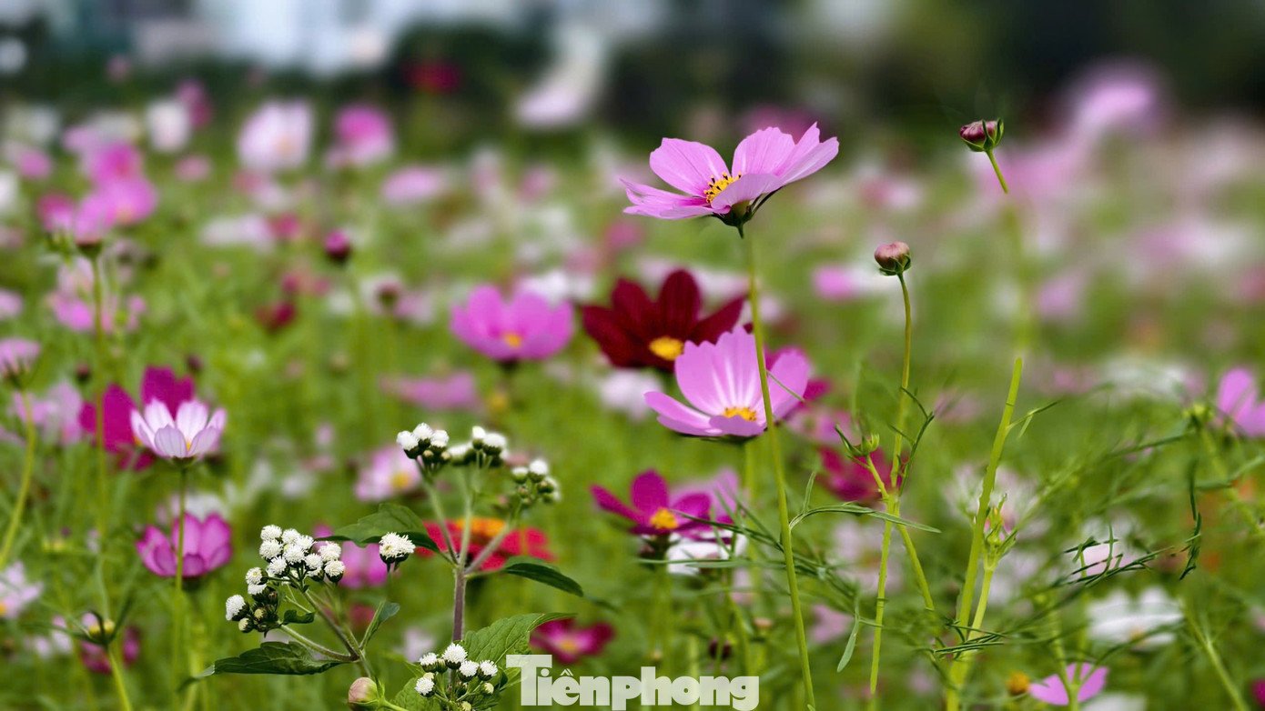 Bên cạnh hoa hướng dương, chủ vườn hoa còn trồng xen kẽ nhiều loài hoa khác nhằm đa dạng cảnh quan, tạo điểm nhấn cho du khách tham quan, chụp ảnh.