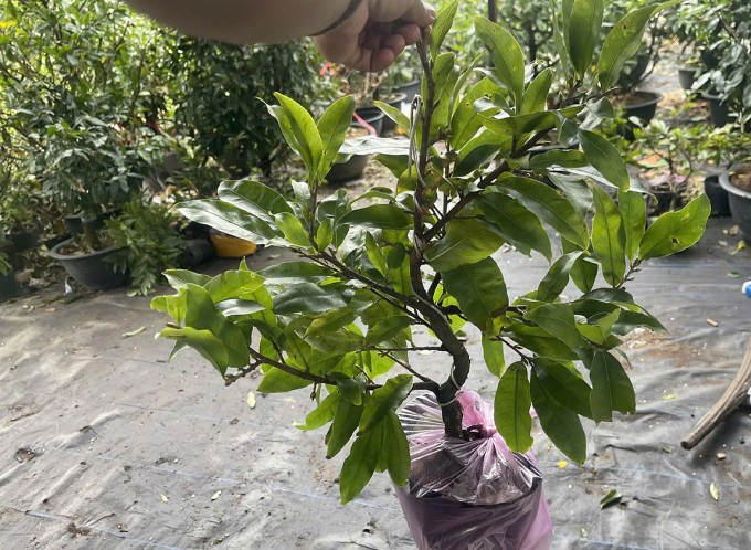 Cây mai mini tại vườn nhà ông Quang Anh, Bến Tre cũ. Ảnh: Quang Anh