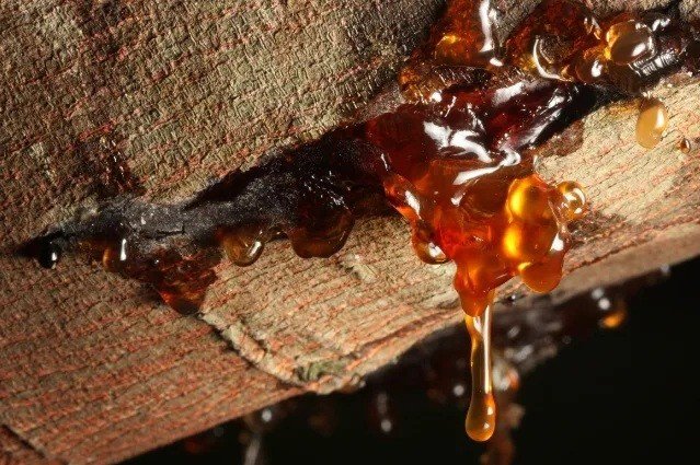 Nhựa hình thành dưới một cành cây bị gãy. (KevinDyer/Canva)