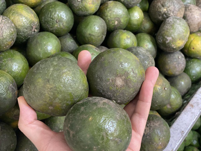 Theo nhiều tiểu thương, cam sành có kích thước nhỏ, khoảng 6 - 7 quả/kg sẽ có giá bán tương đối rẻ, chỉ khoảng 6.000 - 8.000 đồng/kg.