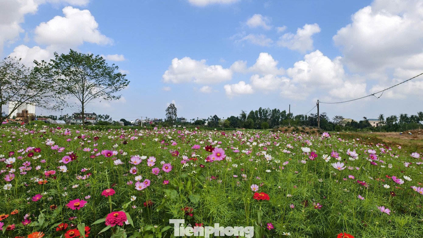 Bên cạnh hoa hướng dương, chủ vườn hoa còn trồng xen kẽ nhiều loài hoa khác nhằm đa dạng cảnh quan, tạo điểm nhấn cho du khách tham quan, chụp ảnh.